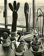   Kakteen am Atelierfenster, 1926, Öl auf Leinwand, ca. 50x40 cm, WV 19, Vorbesitz: Museum der Stadt St. Pölten